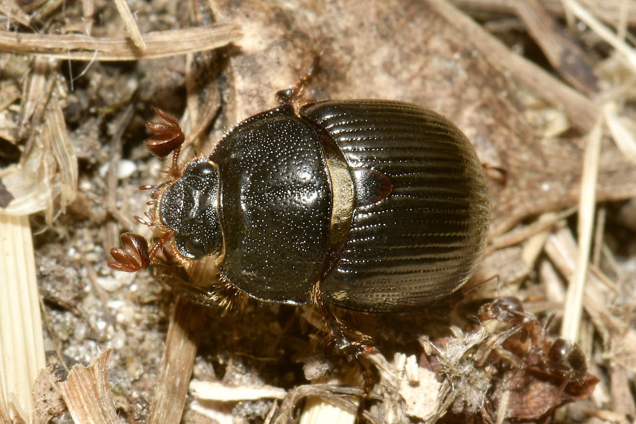 Geotrupidae: Odonteus armiger? S.